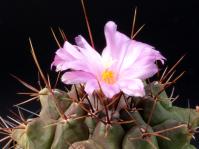 Thumbnail of 1422_Thelocactus bueckii_20120502(1).jpg